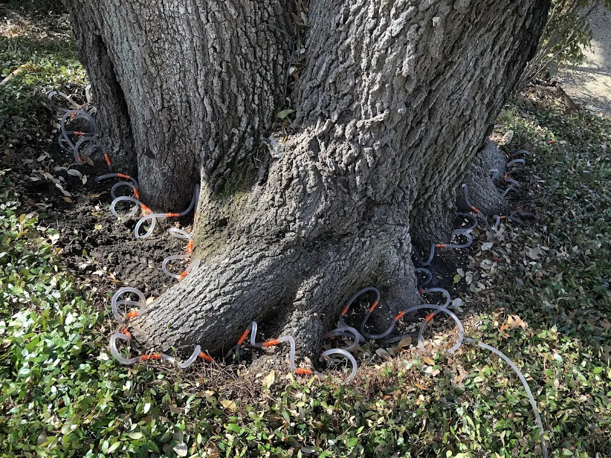 Detailed Tree Cabling and Bracing job site in Novice