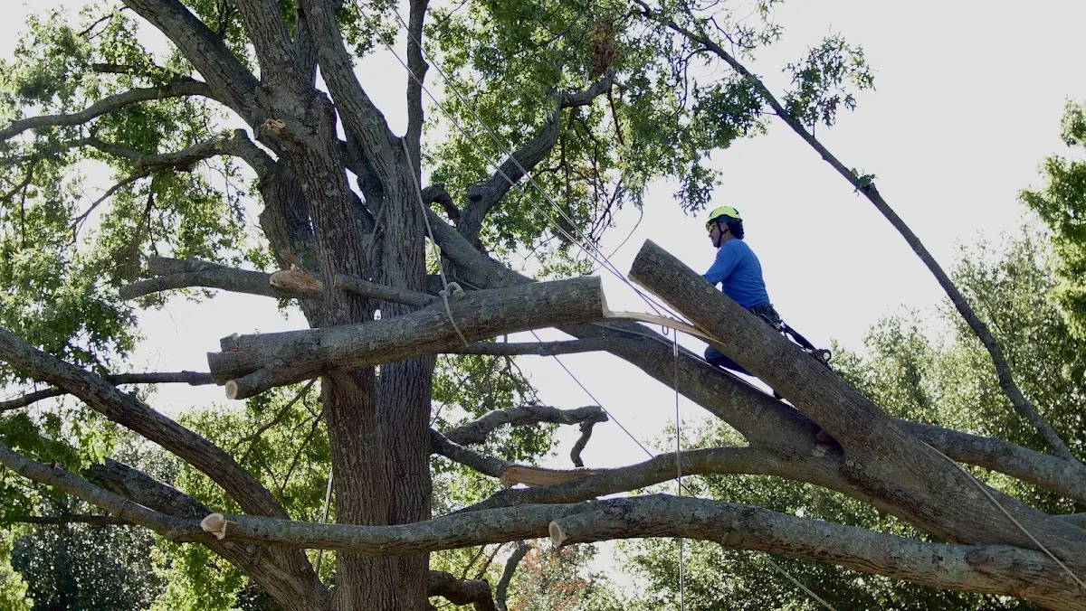Professional Hazardous Tree Removal performed by certified arborists in Novice